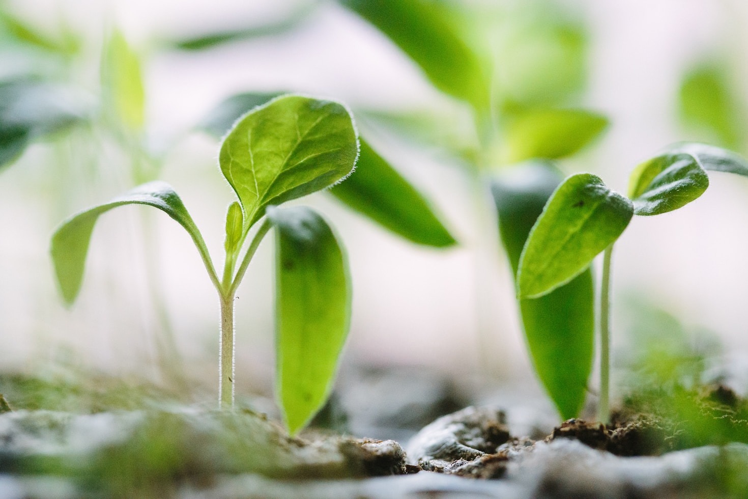 Soluções Naturais da Matriz Bio para o Campo
